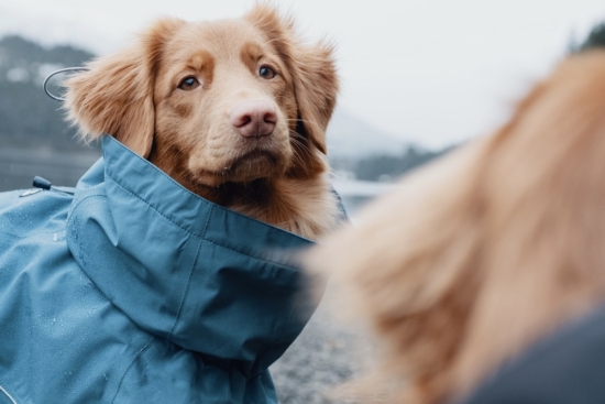 Hurtta Hunde-Regenmantel Monsoon coat blau